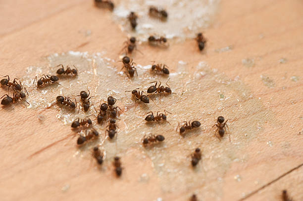 Best Wildlife Control Services  in Trevorton, PA
